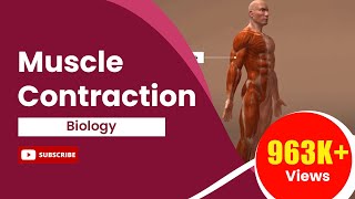 Muscle Contraction [upl. by Cryan]