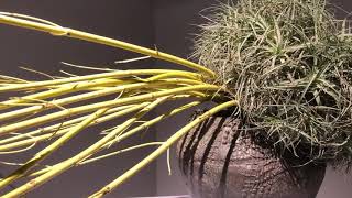 Ikebana Sogetsu exhibition 2019 Tokyo Takashimaya [upl. by Darnoc]