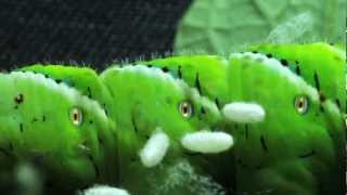 Hornworm Meets Alien [upl. by Willi791]