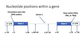 Introduction to Variants and Nomenclature [upl. by Drye668]