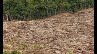 RASANTE ABHOLZUNG Regenwaldrodung in Brasilien erheblich ausgeweitet [upl. by Habas981]