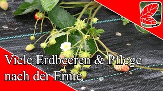 Viel Erdbeeren amp Pflege nach Ernte [upl. by Hunt]