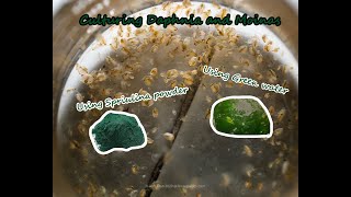 How To Culture Daphnia and Moinas using Green Water Spirulina powder [upl. by Caasi651]