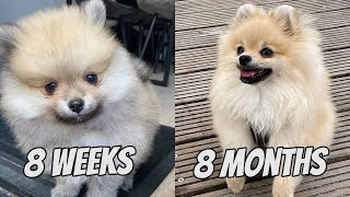 POMERANIAN PUPPY GROWING UP  8 WEEKS TO 8 MONTHS [upl. by Ylrebnik]