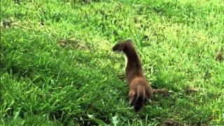 Weasel War Dance [upl. by Rephotsirhc]