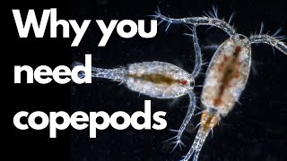 Why you need to add copepods to your reef tank [upl. by Stickney710]