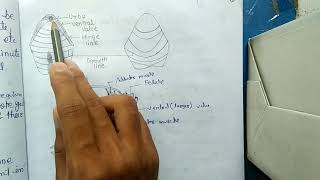 BRACHIOPODS  MORPHOLOGY HINDI [upl. by Adolfo]