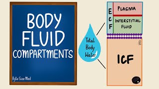 Body Fluid Compartments  ICF  ECF  General Physiology [upl. by Zeidman501]