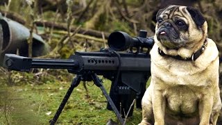 Sniper Pug [upl. by Wooster963]