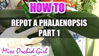 How to repot a Phalaenopsis Orchid Part 1 [upl. by Eilata894]