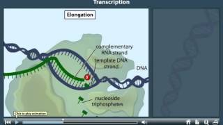 Transcription Animation [upl. by Sianna]