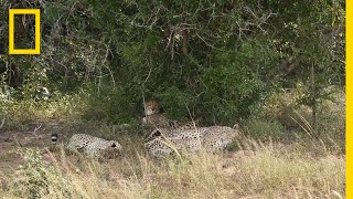 A Place for Cheetahs  National Geographic [upl. by Yelekreb]