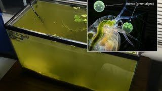 Raising Daphnia for the Freshwater Aquarium [upl. by Clarkin145]