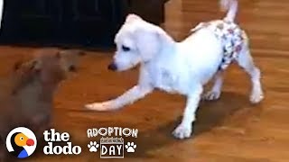 This Puppy Mill Dog Is Finally About To Get A Family  The Dodo Adoption Day [upl. by Navetse786]