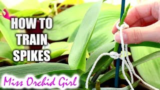 How to train Phalaenopsis Orchid flower spikes Very detailed tutorial [upl. by Yanahc]