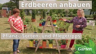 Erdbeeren Sorten Anbau und Pflege  MDR [upl. by Markland]