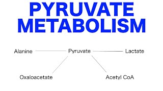 Pyruvate Pathways amp Metabolism [upl. by Girovard580]