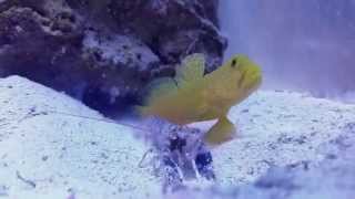 Pistol shrimp kill amphipod for goby at 012 [upl. by Ansaev]