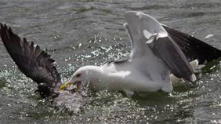 The gull who eats pigeons [upl. by Barber]