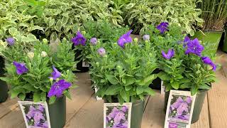 Platycodon Sentimental Blue Balloon Flower🎈 POPULAR and LONG BLOOMING [upl. by Bruner898]