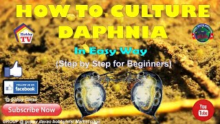 HOW TO CULTURE DAPHNIA In Easy Way [upl. by Ballinger]