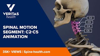 Spinal Motion Segment C2C5 Animation [upl. by Sacram]