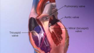 The Heart Valves with Heart amp Circulatory Premium 2 [upl. by Aneev416]