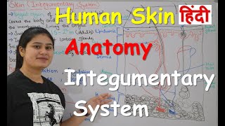 Human Skin  Integumentary system Anatomy in Hindi  Structure  Layers  Functions  Part1 [upl. by Ikcin]