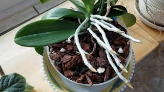 Orchid Growing for Beginners Frequently Asked Questions [upl. by Mark659]