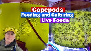 Copepods  Feeding and culturing Live food w Chad the Copegod from ReefNutrition [upl. by Madson459]