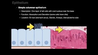 Epithelium [upl. by Mannos356]