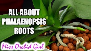 Understanding Phalaenopsis Orchid roots  All you should know [upl. by Delbert]