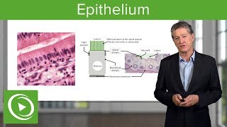 Epithelium – Histology  Lecturio [upl. by Airec]