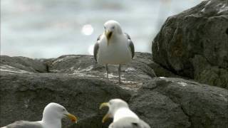 How Nature Works Gull Territoriality [upl. by Otsuj867]