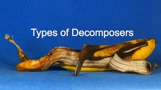 Types of Decomposers [upl. by Grados465]