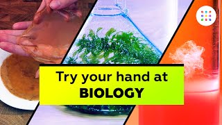 5 biology experiments you can do at home [upl. by Yadrahc201]