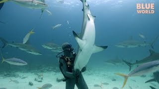 Hypnotizing Wild Sharks Tonic Immobility [upl. by Aivekal435]